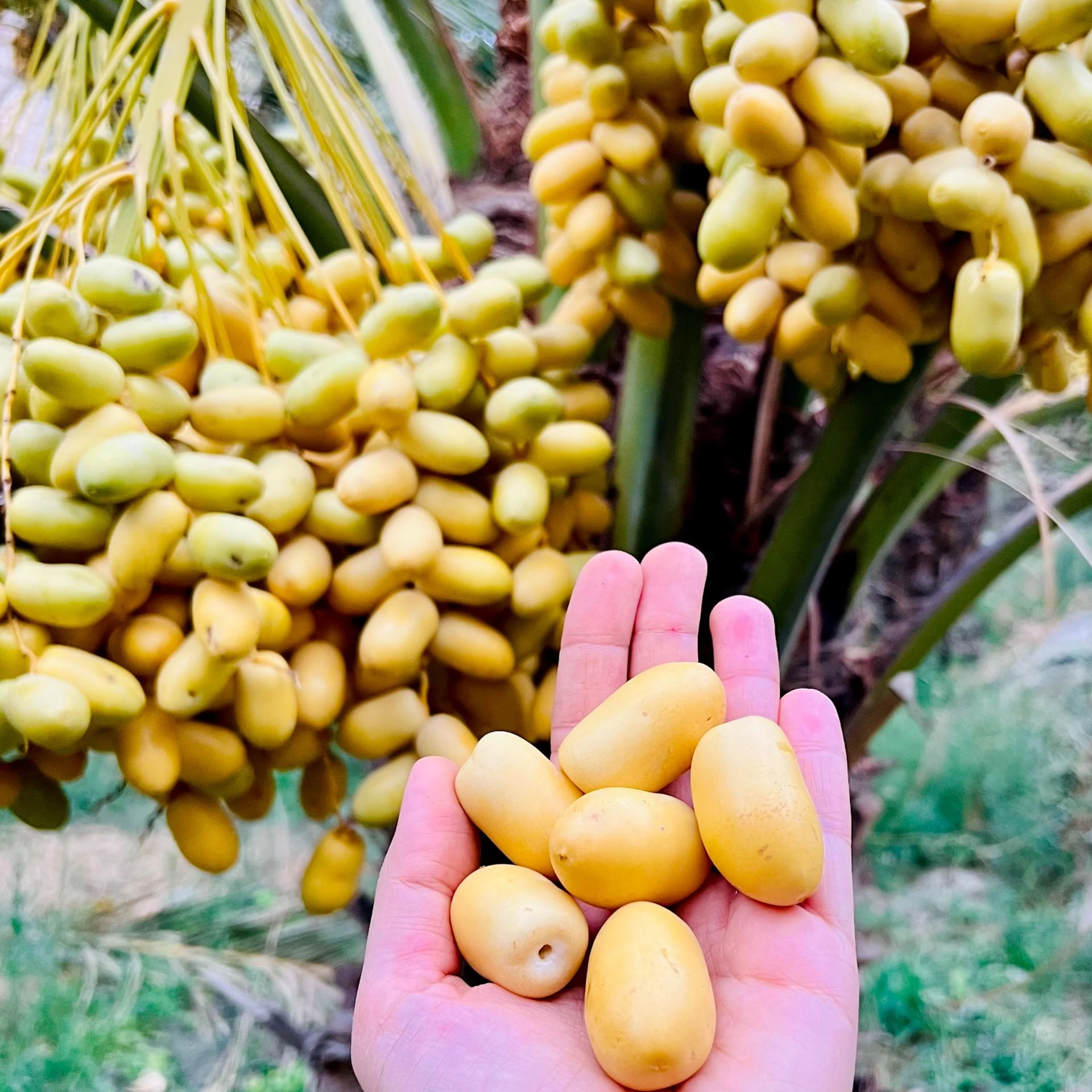 खजूर के गुच्छे के सामने हाथ में fresh yellow Kharak