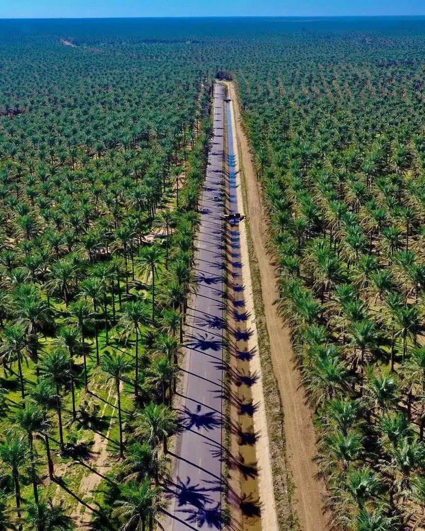 Palm landscape of Dashtestan