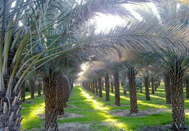 Rows of palms