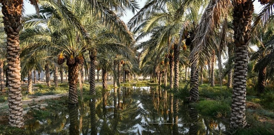 Water reflecting palm trees