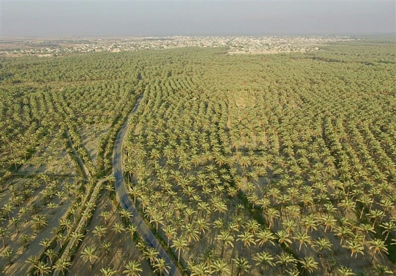 Palm landscape