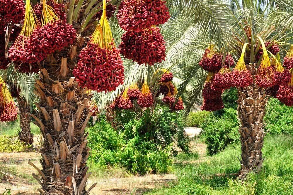Kabkab palms